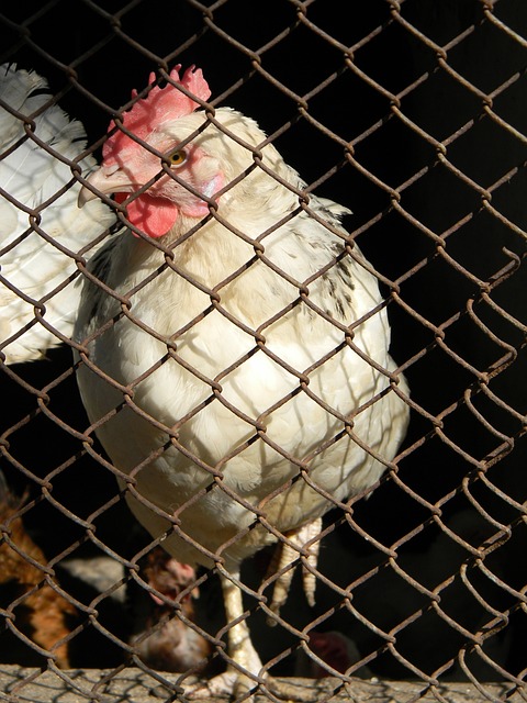 球迷感到骄 球迷感到骄